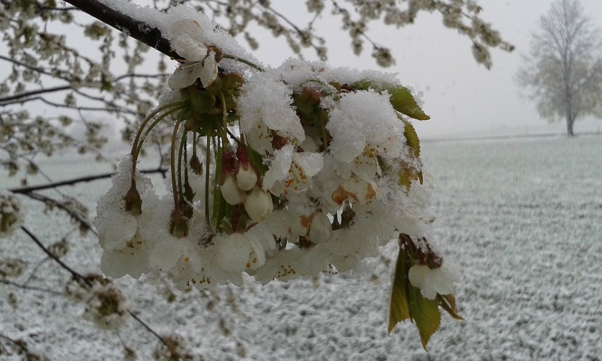 "Piękna zima tej wiosny". W Suchaniu spadł śnieg [zdjęcia]