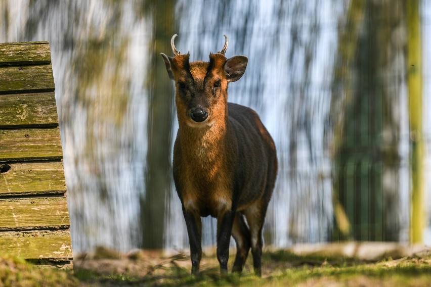 ZOO w Gdańsku w dobie epidemii koronawirusa