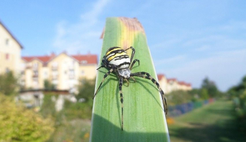 Pająk z gatunku tygrzyk paskowany