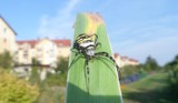 Jadowity pająk na Stabłowicach. Czy jest się czego bać? [ZDJĘCIA]