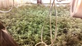 Likwidacja sporej plantacji marihuany koło Nowej Soli (zdjęcia, wideo)