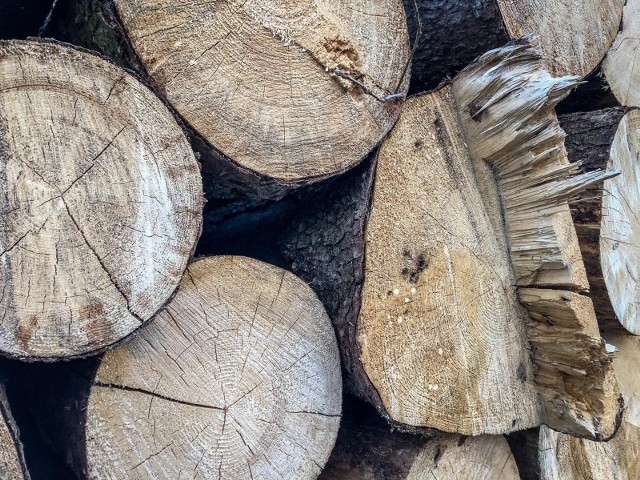 Drzew w lesie nie można wycinać samodzielnie. Jeśli chcemy pozyskać wałki lub chrust, trzeba to zgłosić w nadleśnictwie. Tam, za wskazaniem i opłatą, legalnie dostaniemy materiał na opał.