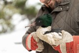 Nowy pacjent Leśnego Pogotowia w Mikołowie. Połknął... haczyk wędkarski wraz z żyłką