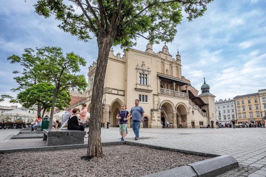 Drzew na Rynku jest obecnie mniej niż było w przeszłości