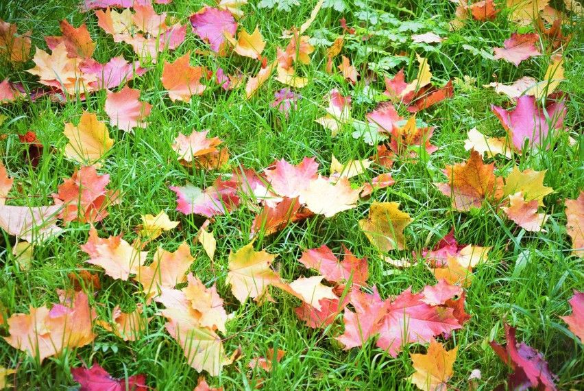 Jesień w Krzeszowicach. Urocze zabytki skąpane w parkach i kolorowych liściach