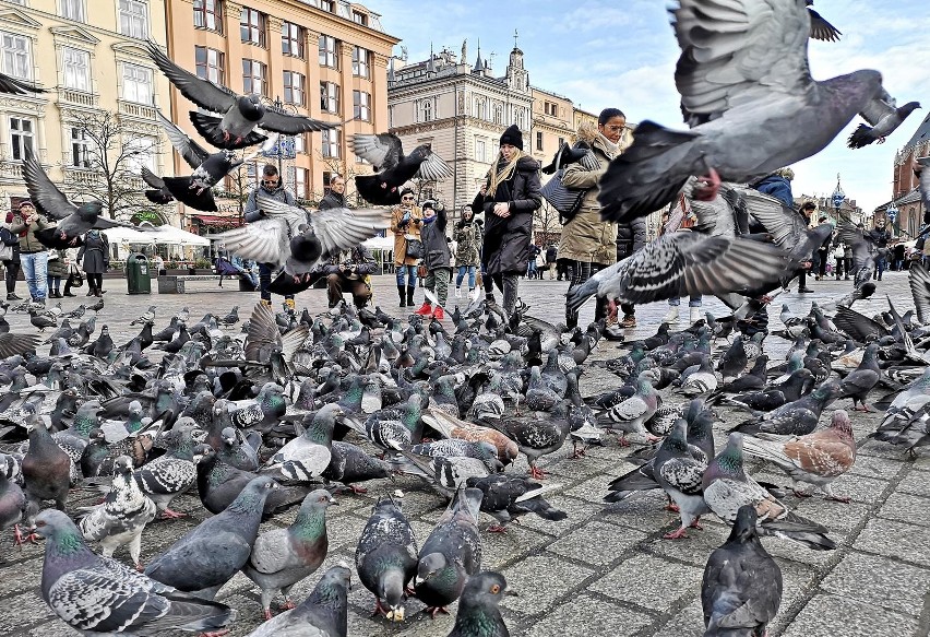 Krakowskie gołębie. Jedna z wizytówek naszego miasta [ZDJĘCIA]