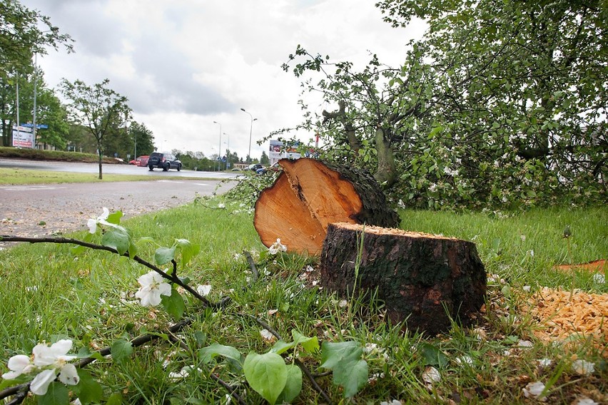 Wycięto drzewa na ul. 11 listopada w Słupsku
