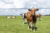 Ustawa o Inspekcji Weterynaryjnej. Ubój bydła do 12 miesiąca życia na własny użytek, elektroniczna książka leczenia zwierząt. Co się zmieni?