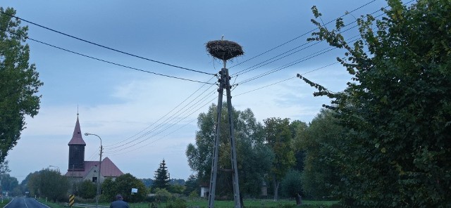 Niektóre bociany odlatują nieco później od pozostałych.