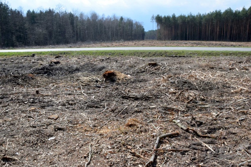 Trwają przygotowania do budowy obwodnic Starachowic i Wąchocka. Na razie wycinane są drzewa ale widać już ślad nowej trasy (ZDJĘCIA)
