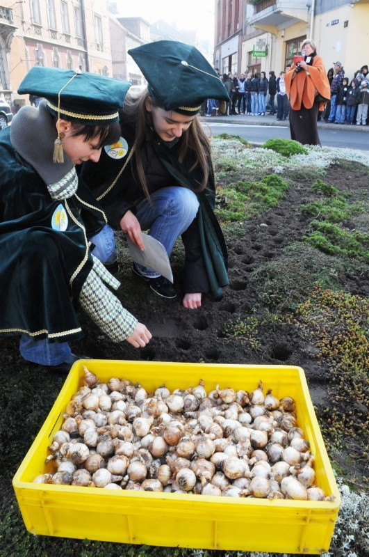 - Akcja sprzedaży cebulek jest przecież bardzo prosta, a ile dzięki niej dzieje się dobrego!- stwierdzają Agata Gronowska i Magdalena Ignaszak, które sadzą żonkile na rondzie Wileńskim.