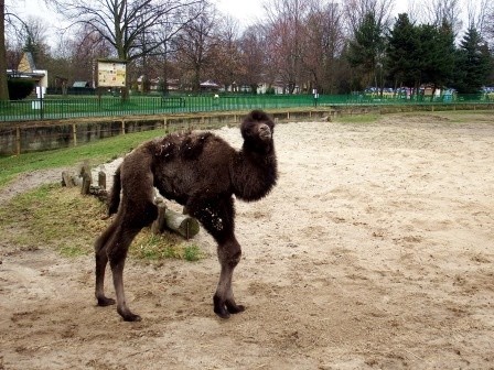 W Śląskim Ogrodzie Zoologicznym urodził się wielbłąd...