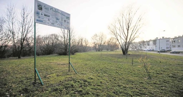 W styczniu na tym terenie, tuż obok modrzewi, krakowianie będą mogli zasadzić swoje świąteczne drzewka