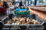 Nie musisz czekać do września! Na grzyby można ruszyć też zimą i wiosną! ATLAS GRZYBÓW