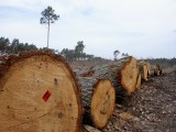 Leśnicy z kujawsko-pomorskiego chcą się radzić w sprawie wycinek drzew pod budowę pod S10