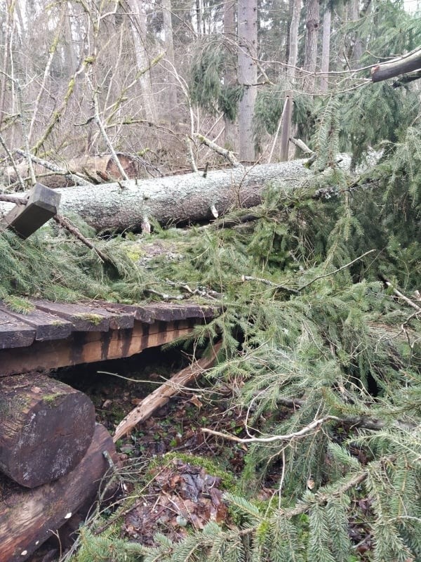 Wiatr połamał drzewa w Puszczy Białowieskiej. Zamknięta jest scieżka Żebra Żubra