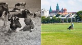 Kraków. Jeszcze w latach 80. na Błoniach wypasały się dziesiątki krów. Teraz w całym mieście jest ponad 700 sztuk bydła