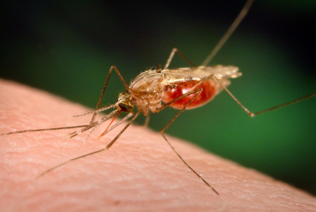 Sprawdź najlepsze domowe sposoby na komary