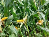 PODR Szepietowo zaprasza na szkolenie „Agrotechnika w uprawie kukurydzy". Zaprezentowane zostaną najnowocześniejsze rozwiązania