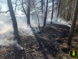 Pożary lasów w regionie. Strażacy interweniowali w powiecie ostrołęckim i ostrowskim