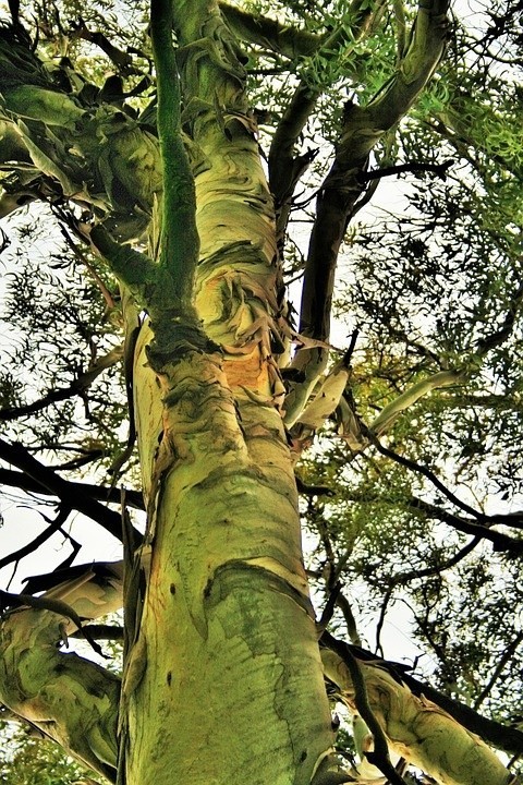 Drzewo eukaliptusa...