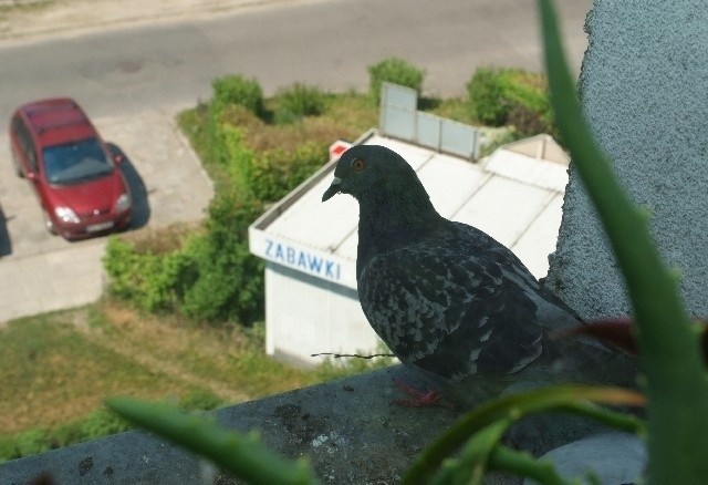 Siadające na parapetach i balkonach ptaki są zmorą wielu...