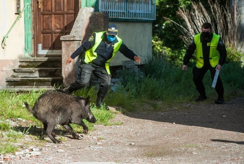 Dziki w Koszalinie. Kto je będzie odławiał? [zdjęcia]