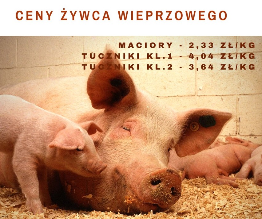 Ceny żywca wieprzowego - tuczniki ponad 4 zł. Notowania rynku [21.06.2015]