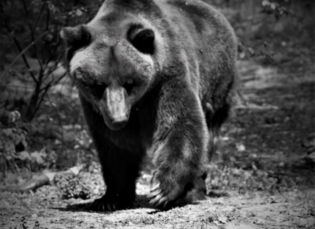 Pietka przyjechał wraz ze swoją rodziną - Ewką, Gienią i Wojtusią, z zoo w Braniewie, gdzie niedźwiedzie nie miały dobrych warunków do życia.