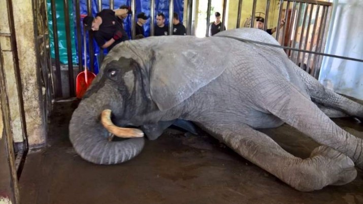W zoo przewrócił się słoń. Podnosili go strażacy [ZDJĘCIA, WIDEO]