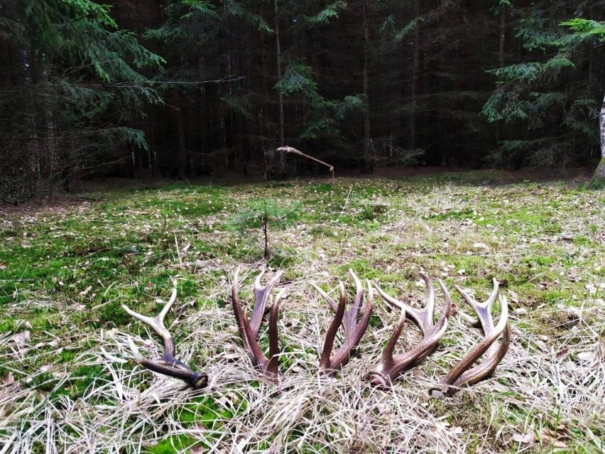 Puszcza Białowieska: Kończy się okres zrzucania poroży przez jelenie. Leśnicy udokumentowali, jak wyglądają okazałe, pozostawione poroża 