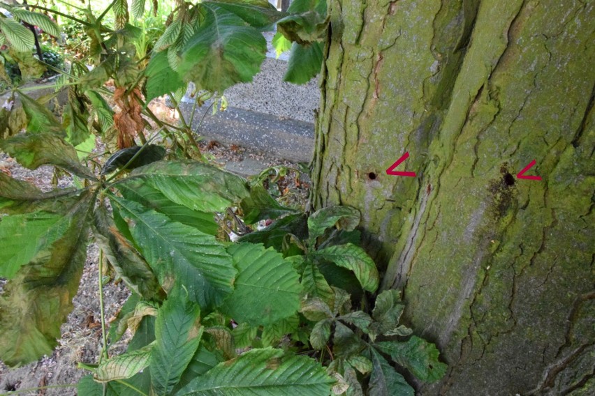 Ktoś truje drzewa na cmentarzu w Bodzentynie! Zobacz film i zdjęcia