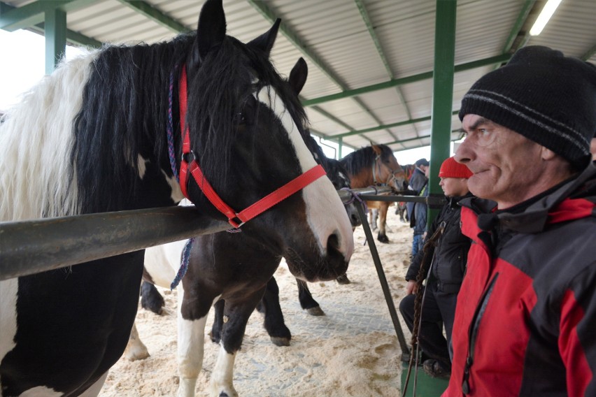 Wstępy 2019 w Skaryszewie. Targi Końskie odbywają się już po...