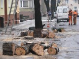 Wycięli stare drzewa w centrum Opola (video)