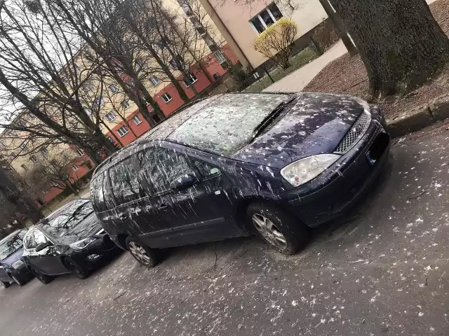 Zostawianie samochodu pod drzewem wiąże się z ryzykiem