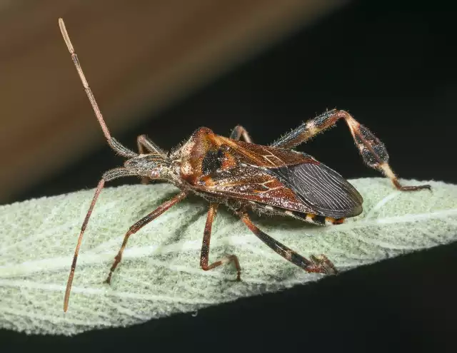 Spotkanie z wtykiem możemy zapamiętać na długo za sprawa zapachu.