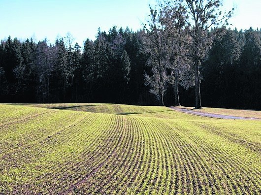 Wielkopolscy plantatorzy mają poważne problemyRolnicy powinni już teraz dokonać lustracji ozimin