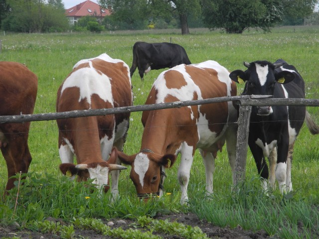 Na unijne wsparcie mogą liczyć ci rolnicy, którzy dobrowolnie ograniczą produkcję mleka