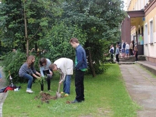 Drzewka sadzono przed szkołą podstawową numer 13