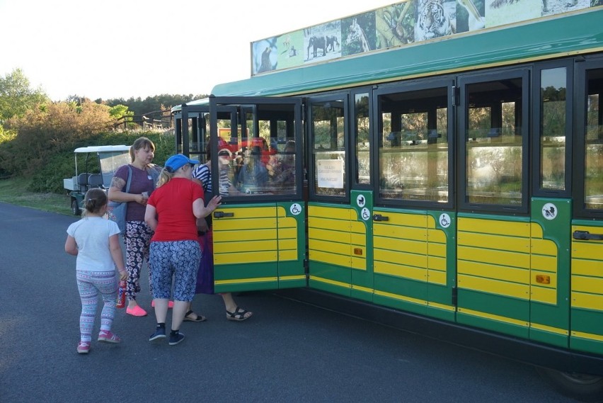 Poznań: Niezapomniana "Noc Marzeń" Nowym Zoo cieszyła dzieci...