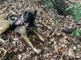 Luna, czyli pies służbowy policji, który znalazł w lesie w Rumi niewybuch