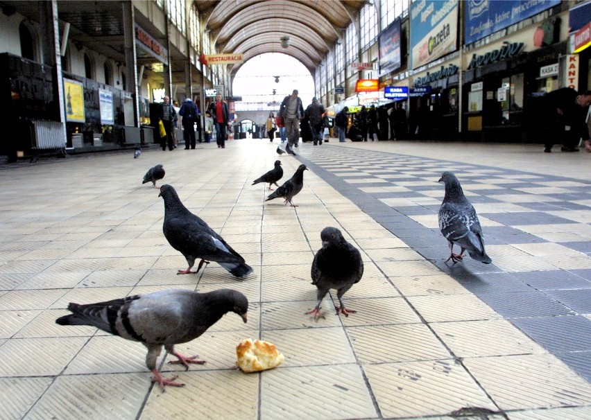 Gołębie wróciły na Dworzec Główny
