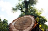 Ratusz o baobabie na placu Litewskim: pomnik przyrody ma się lepiej 