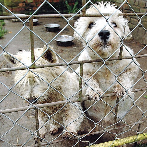 Westland highland white terrier z hodowli w Smolnem.