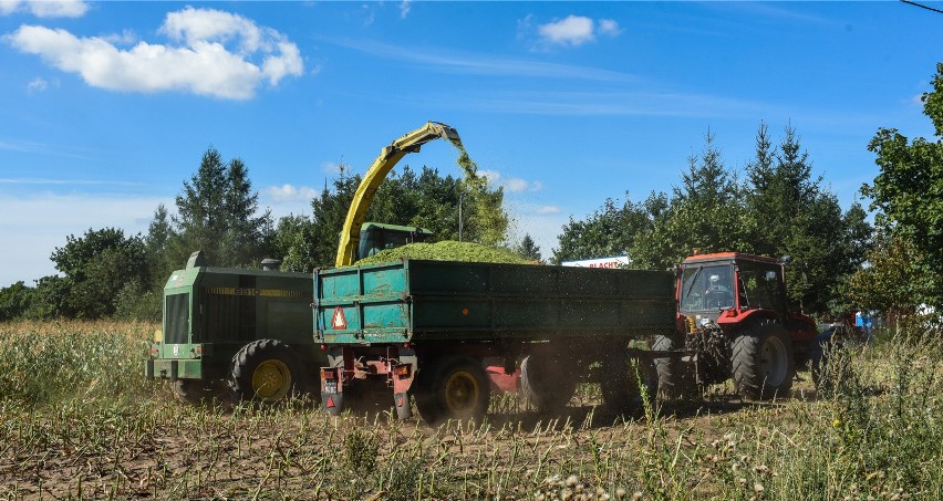 Opony na pryzmie kiszonki mogą oznaczać gigantyczną karę. Potrzebne zezwolenia