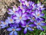 Krokusy to najpiękniejsze kwiaty w ogrodzie wiosną. Kalendarium ogrodnika na 20 marca