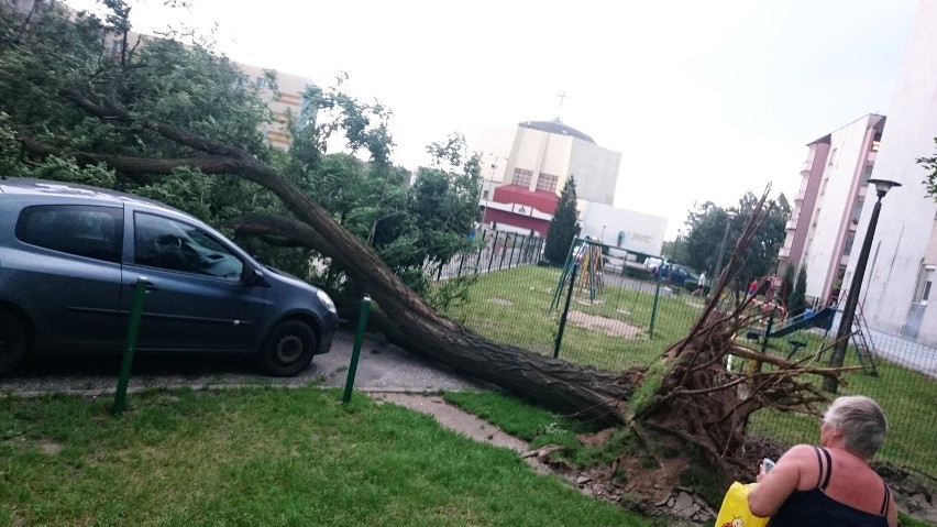 Bydgoszcz. Drzewo przewróciło się na auta przy Baczyńskiego