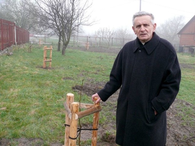 W ogrodzie parafii ksiądz Aleksander Sikora posadził kilkanaście Dębów Pamięci ofiar Katynia i Smoleńska.
