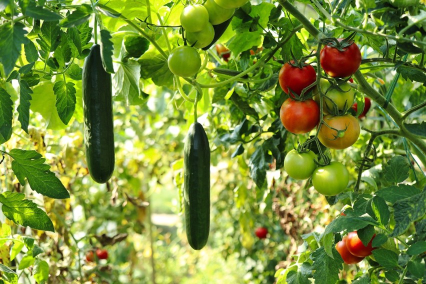 Jak krok po kroku stworzyć ogródek pełen zdrowych warzyw?...