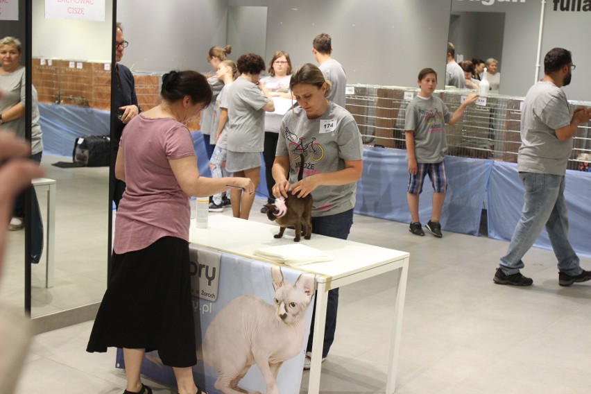 Międzynarodowa Wystawa Kotów Rasowych w Gliwicach